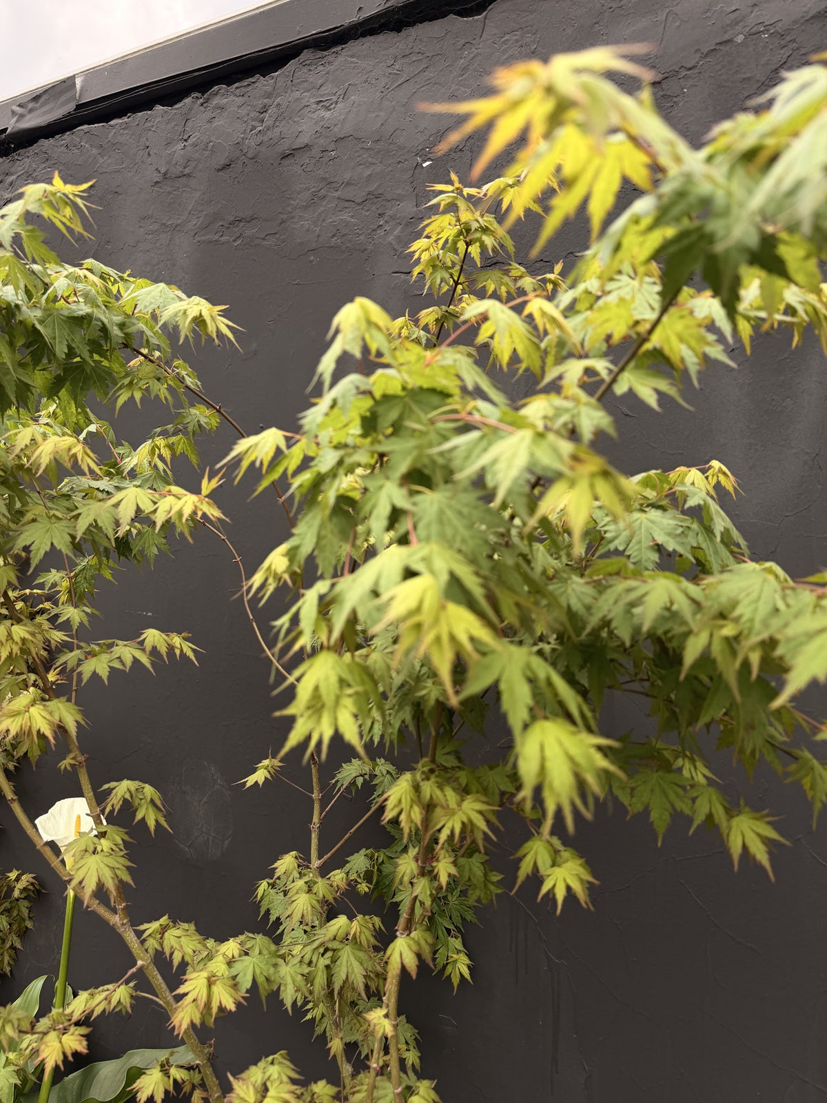 Detalle de hojas palmeadas del acer japónico