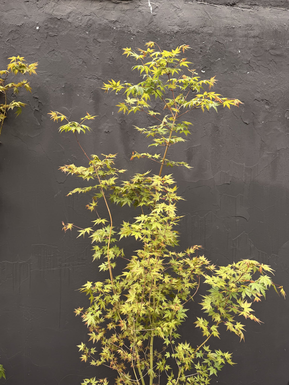 Copa liviana del acer japónico