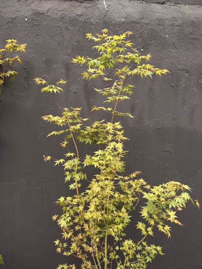 Copa liviana del acer japónico