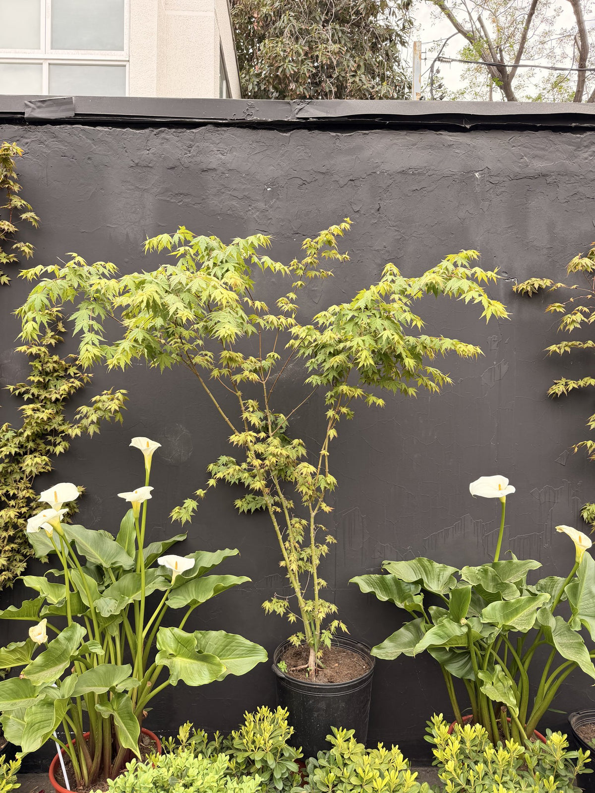 Acer japónico de hoja verde en maceta