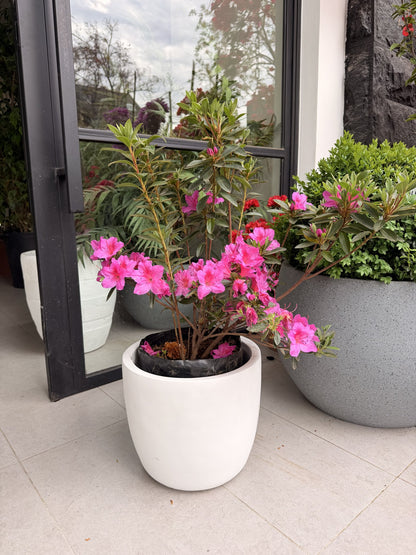 Azalea fucsia tamaño L en flor