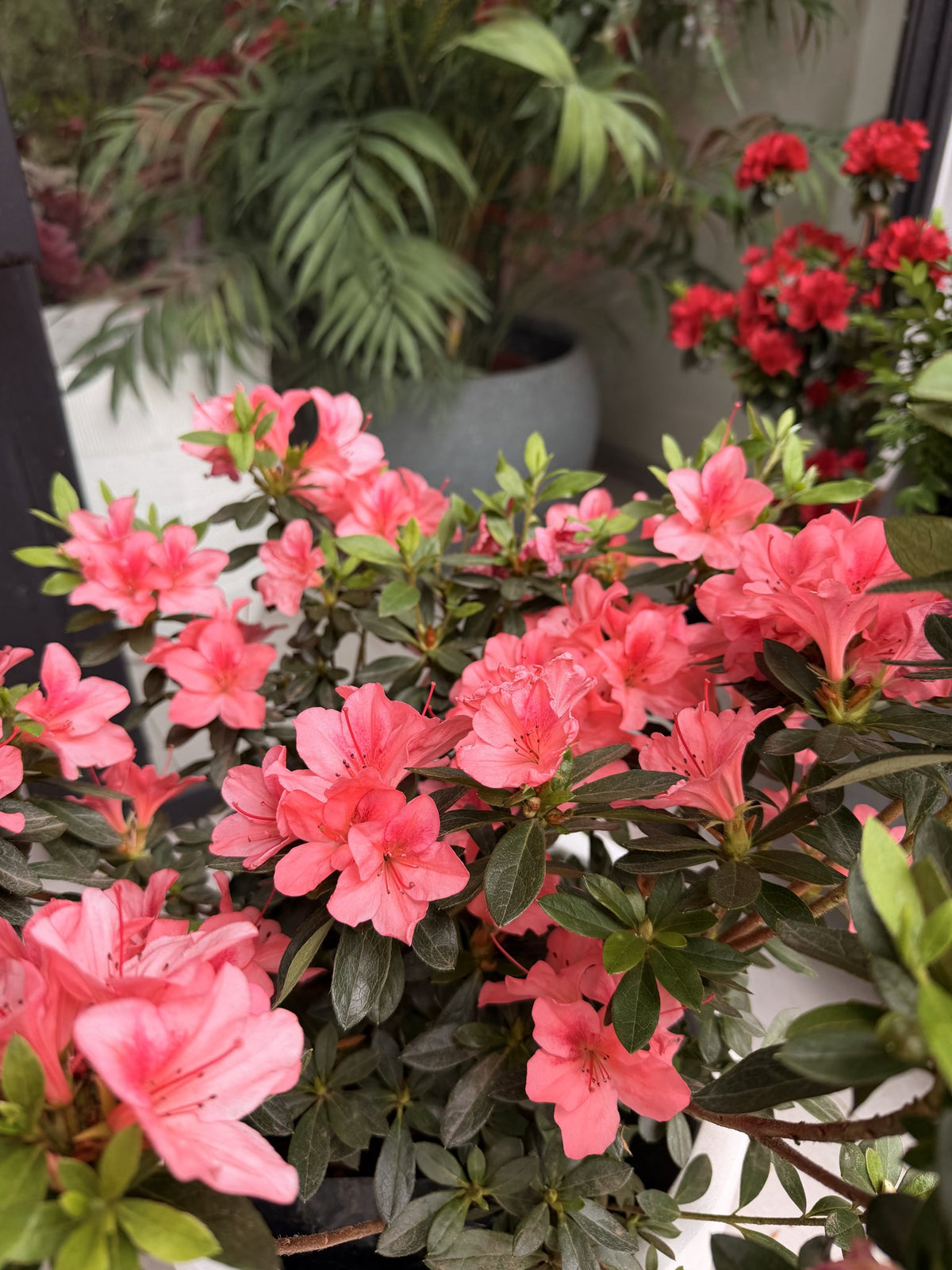 Detalle de flores de azalea rosada