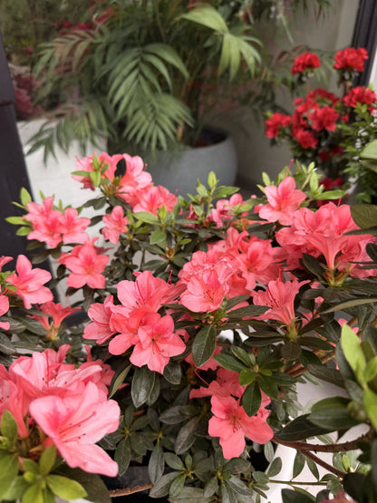 Detalle de flores de azalea rosada