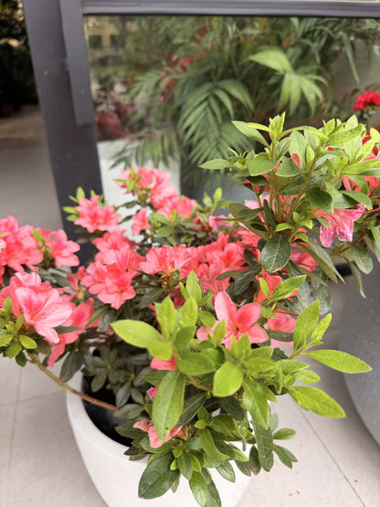 Follaje y flores de azalea rosada