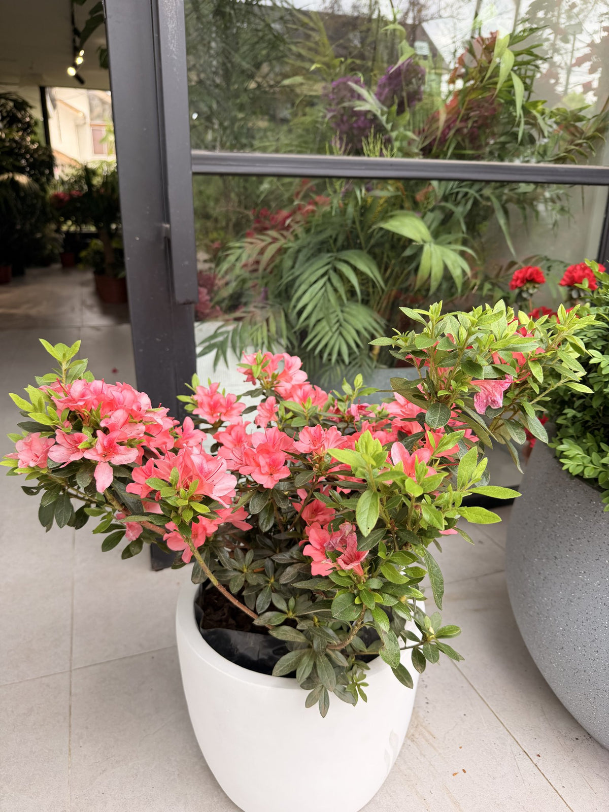 Azalea rosada tamaño L en flor
