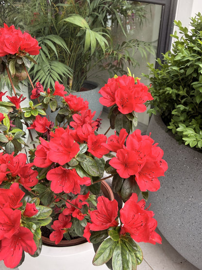 Detalle de flores de azalea roja