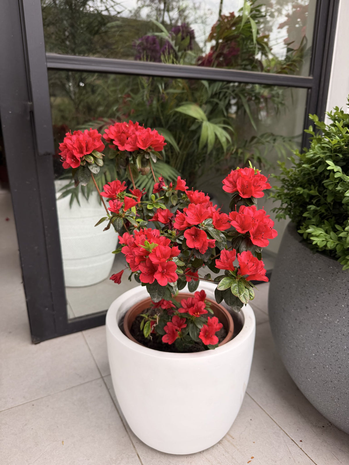 Azalea roja tamaño M en flor