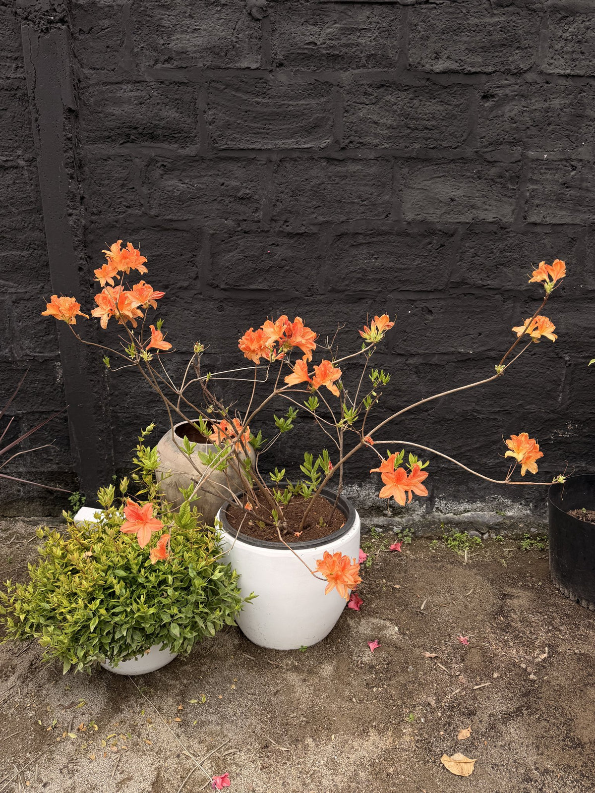 Azalea Mollis naranja en flor