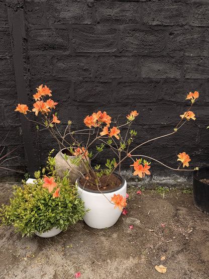 Azalea Mollis naranja en flor