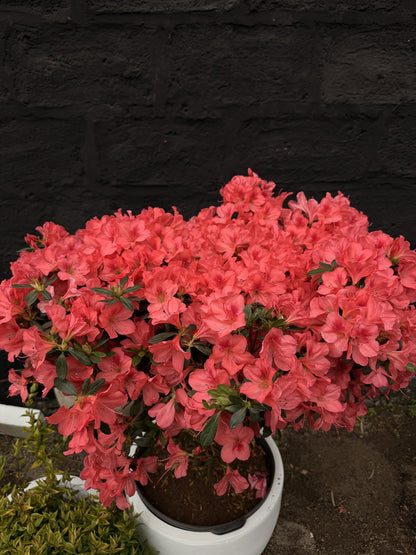 Detalle de flores de azalea topiario