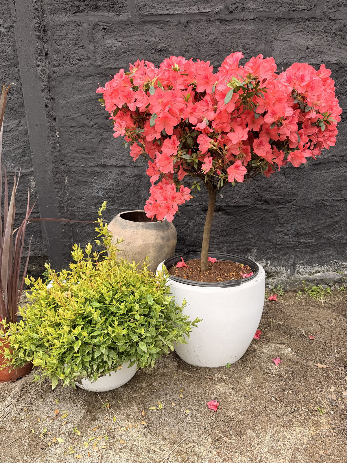 Azalea topiario con tronco y copa redonda en flor
