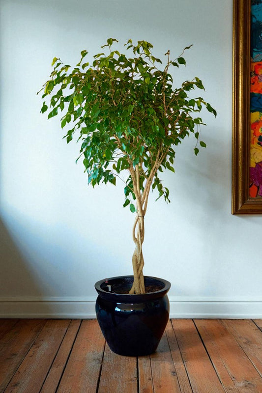 Ficus Benjamina Trenzado