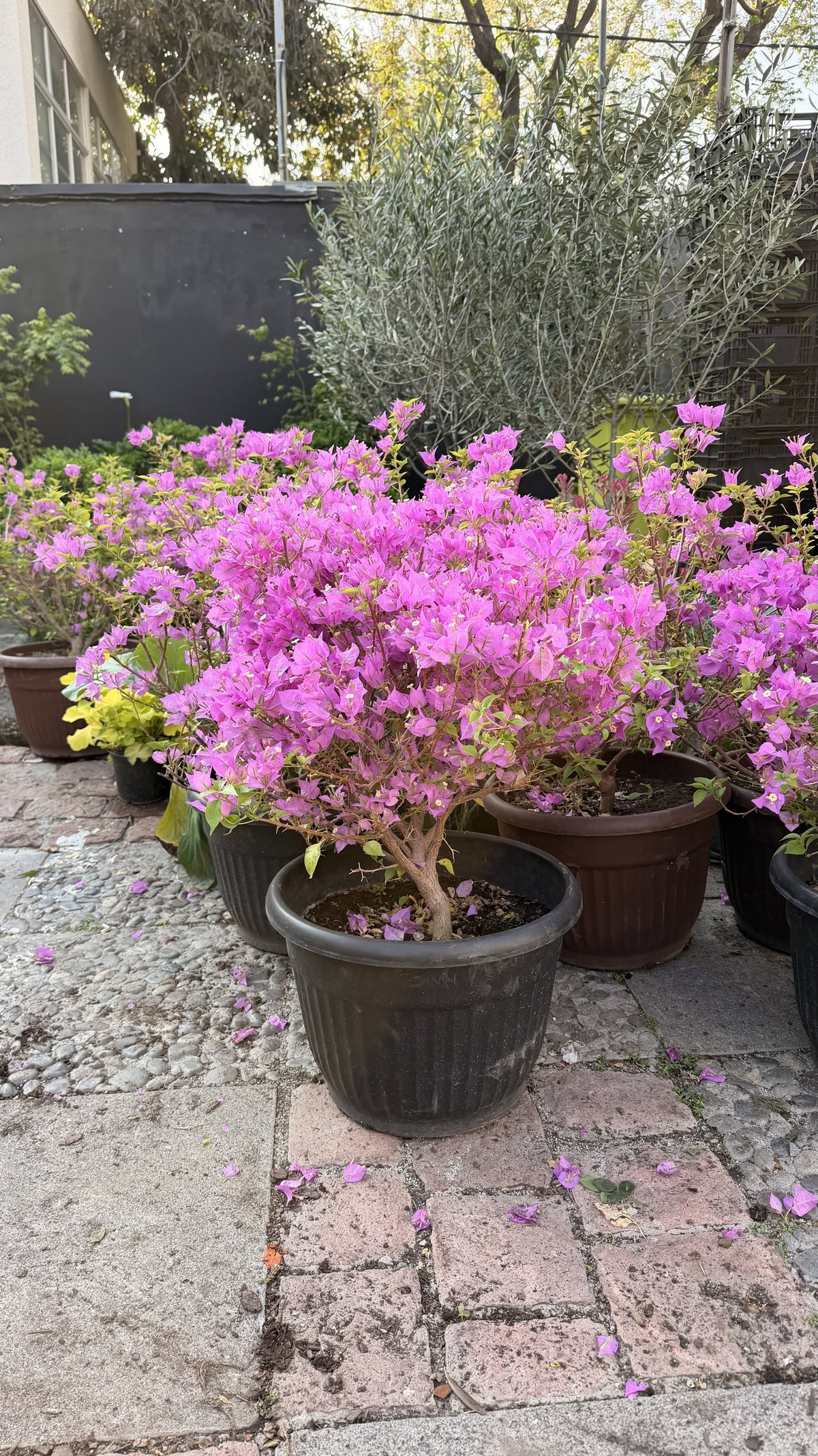 Bugambilia en bolo morada tamaño L en maceta