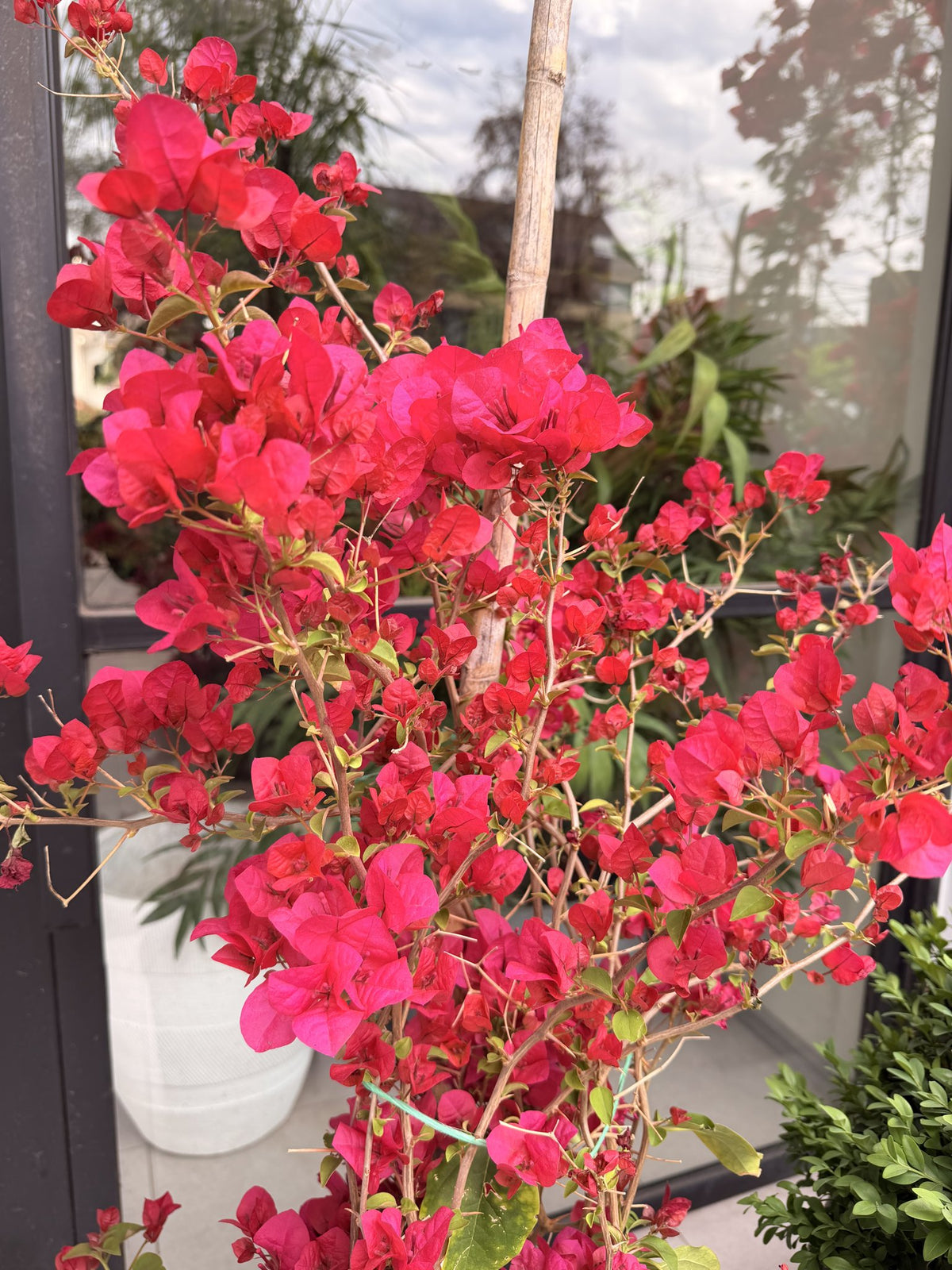 Detalle de brácteas fucsias de bugambilia enredadera M