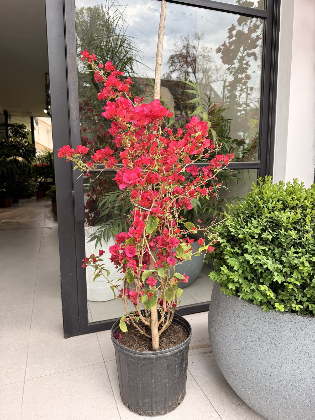 Bugambilia enredadera tamaño M en flor