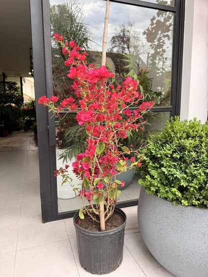 Bugambilia enredadera tamaño M en flor