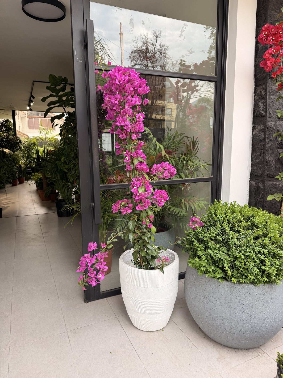 Bugambilia enredadera morada tamaño L, detalle de brácteas