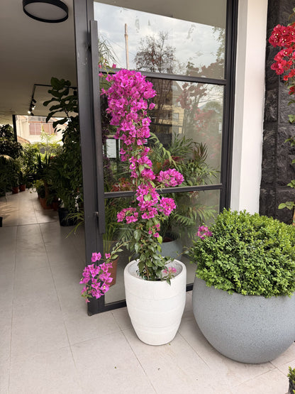 Bugambilia enredadera morada tamaño L, detalle de brácteas