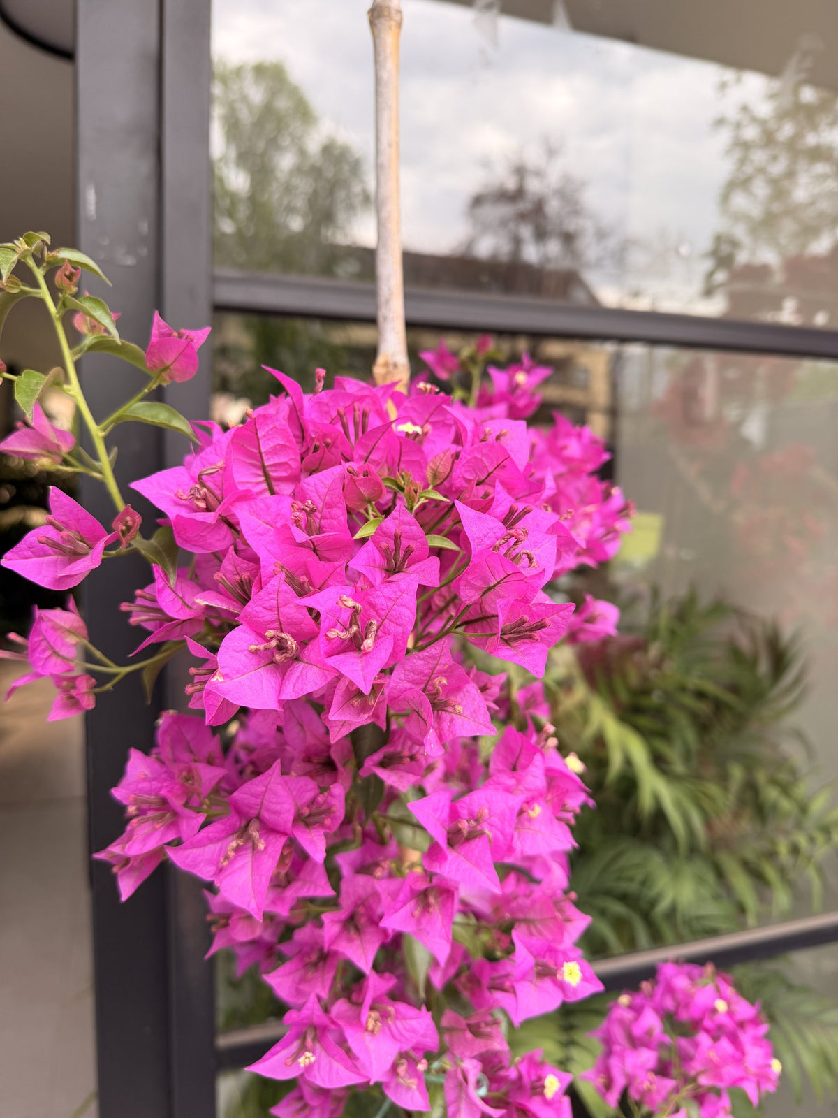 Bugambilia enredadera morada tamaño L, detalle de brácteas
