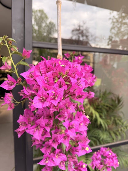 Bugambilia enredadera morada tamaño L, detalle de brácteas
