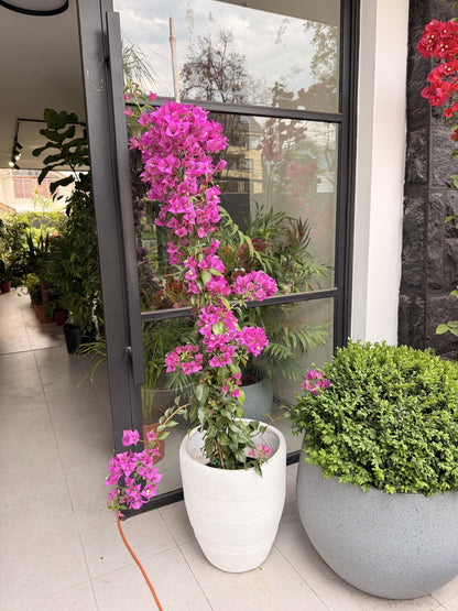 Bugambilia enredadera morada tamaño L en flor