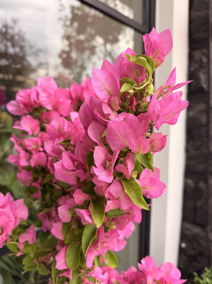 Bugambilia enredadera rosa tamaño M, detalle de brácteas