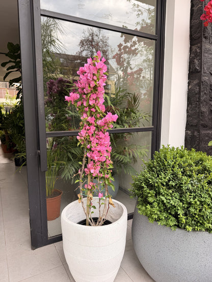 Bugambilia enredadera rosa tamaño M en flor