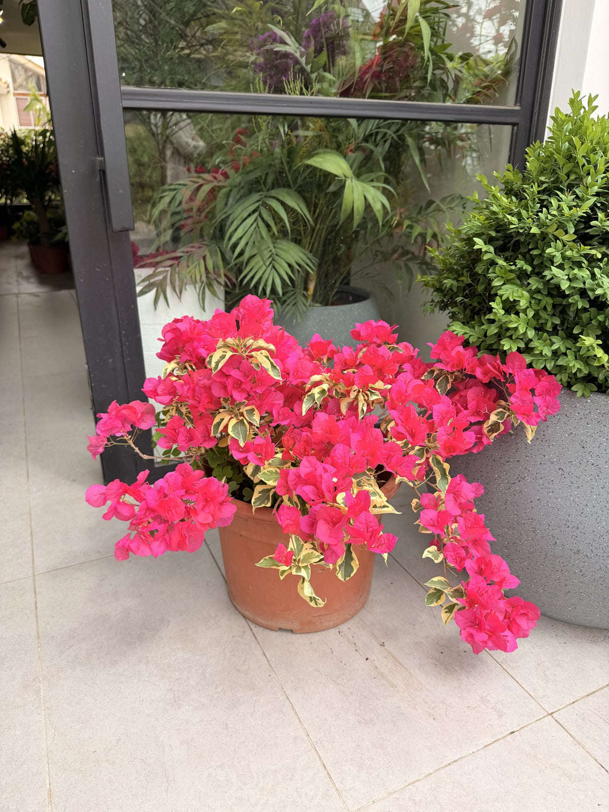 Bugambilia variegada fucsia en maceta