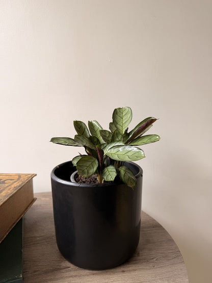 Calathea Amagris en macetero negro