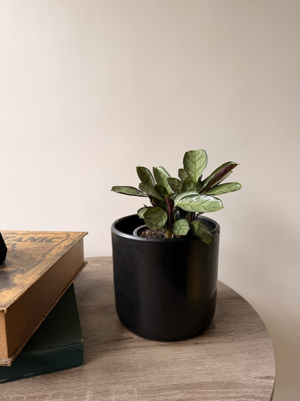 Hojas plateadas con nervaduras verdes de Calathea Amagris
