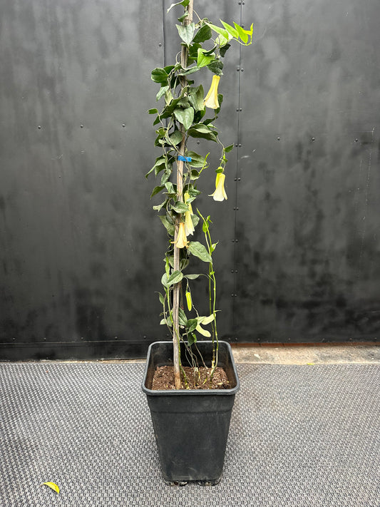 Copihue Blanco — trepadora con flores blancas en forma de campana sobre tutor de bambu