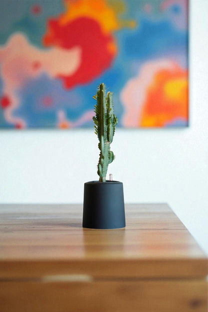 Euphorbia Trigona
