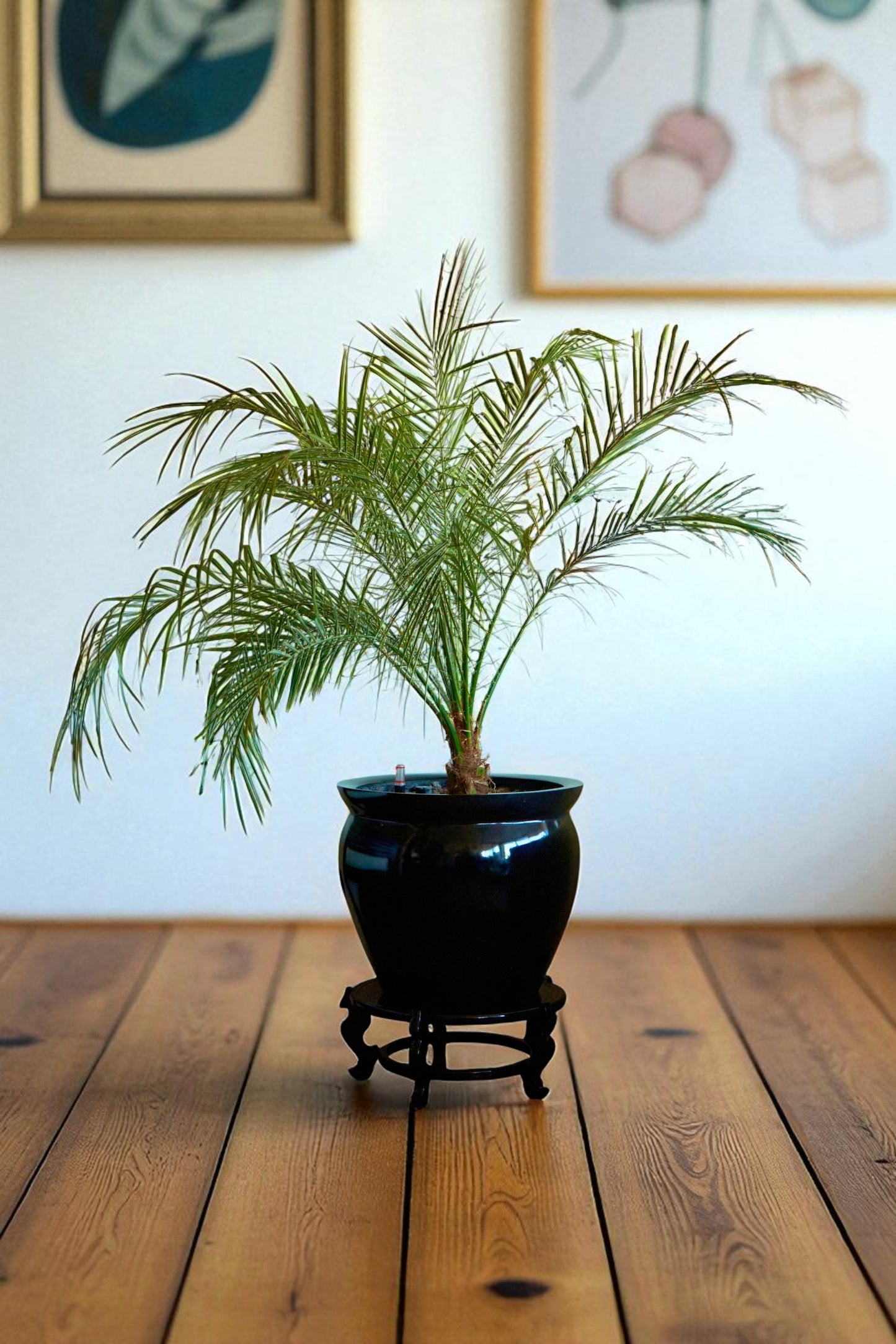 Palmera Fénix Robellini