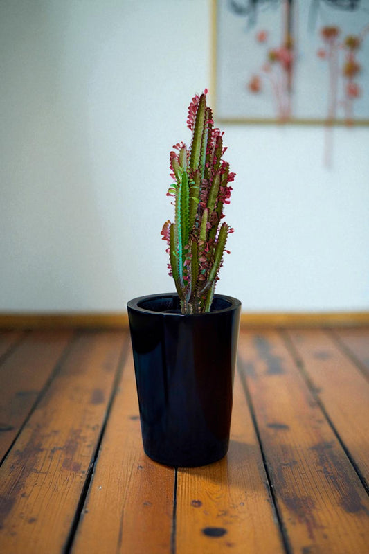 Euphorbia Trigona