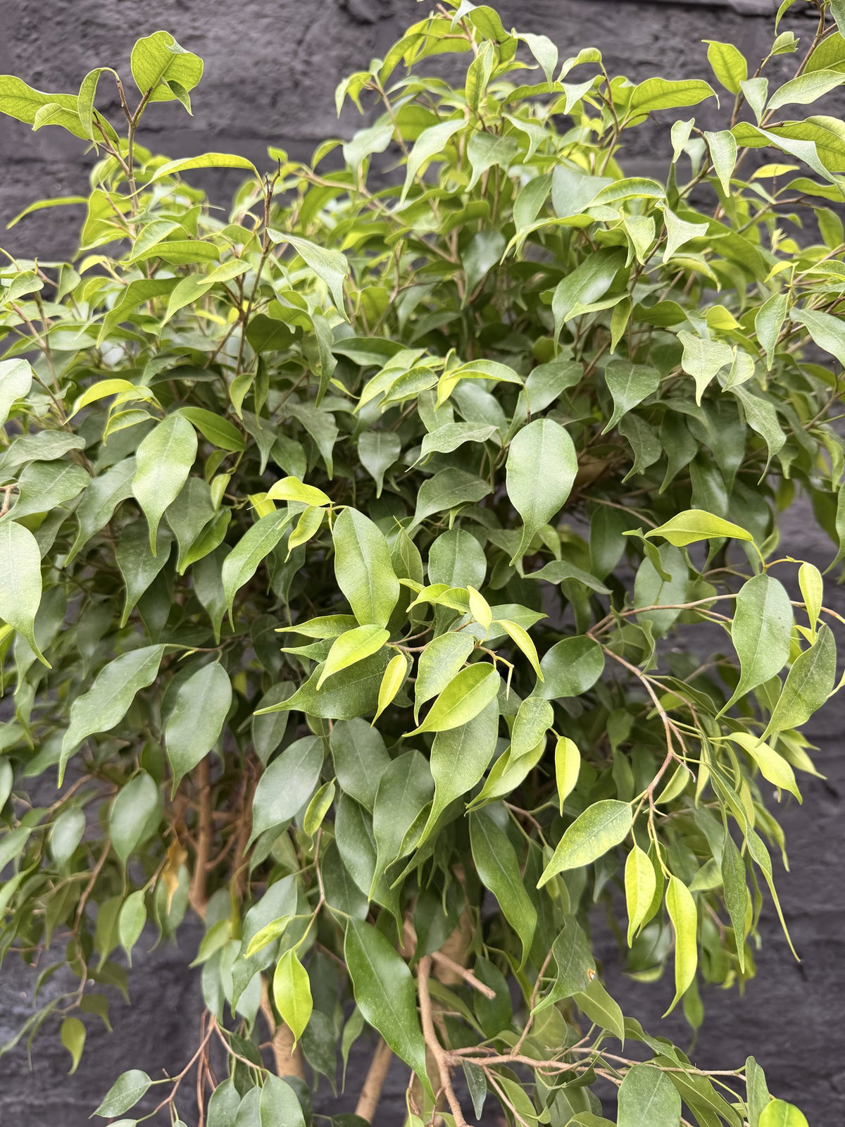 Follaje pequeño del Ficus Benjamina hoja mini