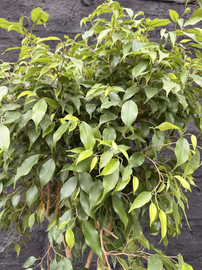 Follaje pequeño del Ficus Benjamina hoja mini