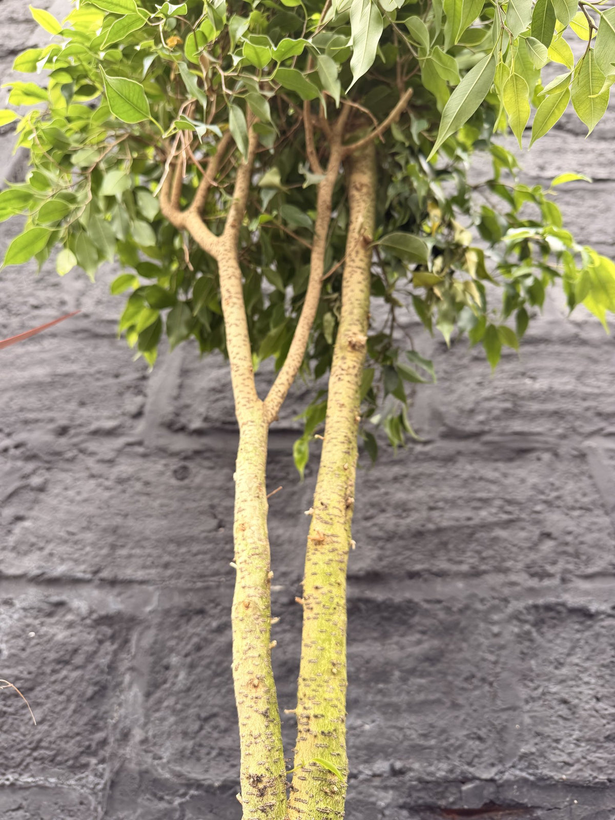 Troncos del Ficus Benjamina hoja mini