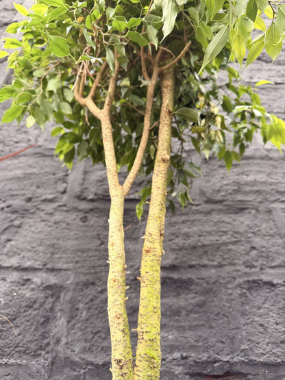 Troncos del Ficus Benjamina hoja mini