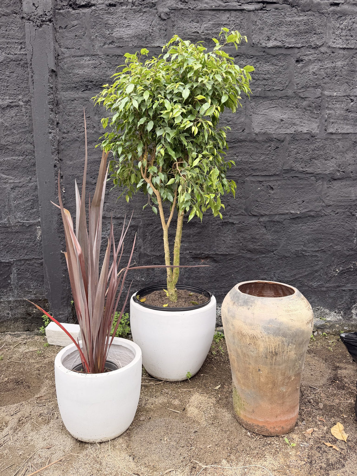 Ficus Benjamina hoja mini con tronco y copa redonda