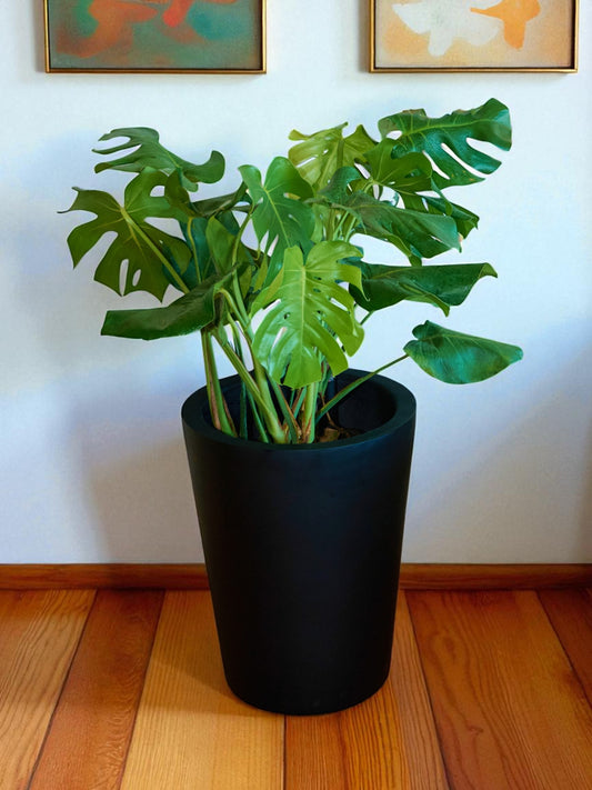 Monstera Deliciosa