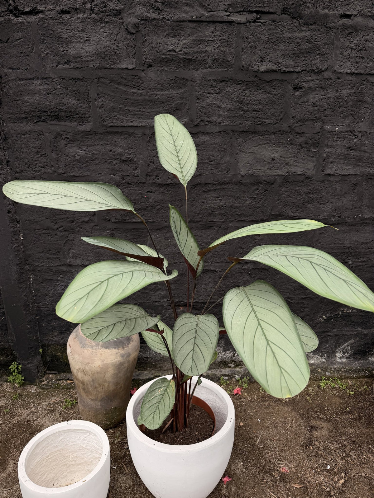 Ctenanthe Grey Star de hojas plateadas