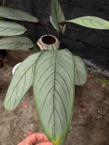 Detalle de hoja plateada de Ctenanthe Grey Star