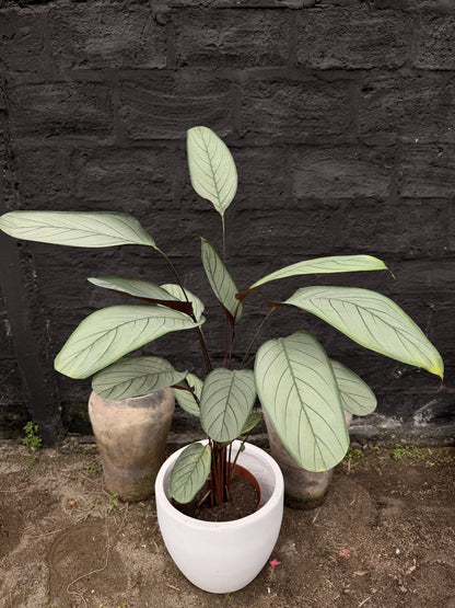 Ctenanthe Grey Star en macetero blanco