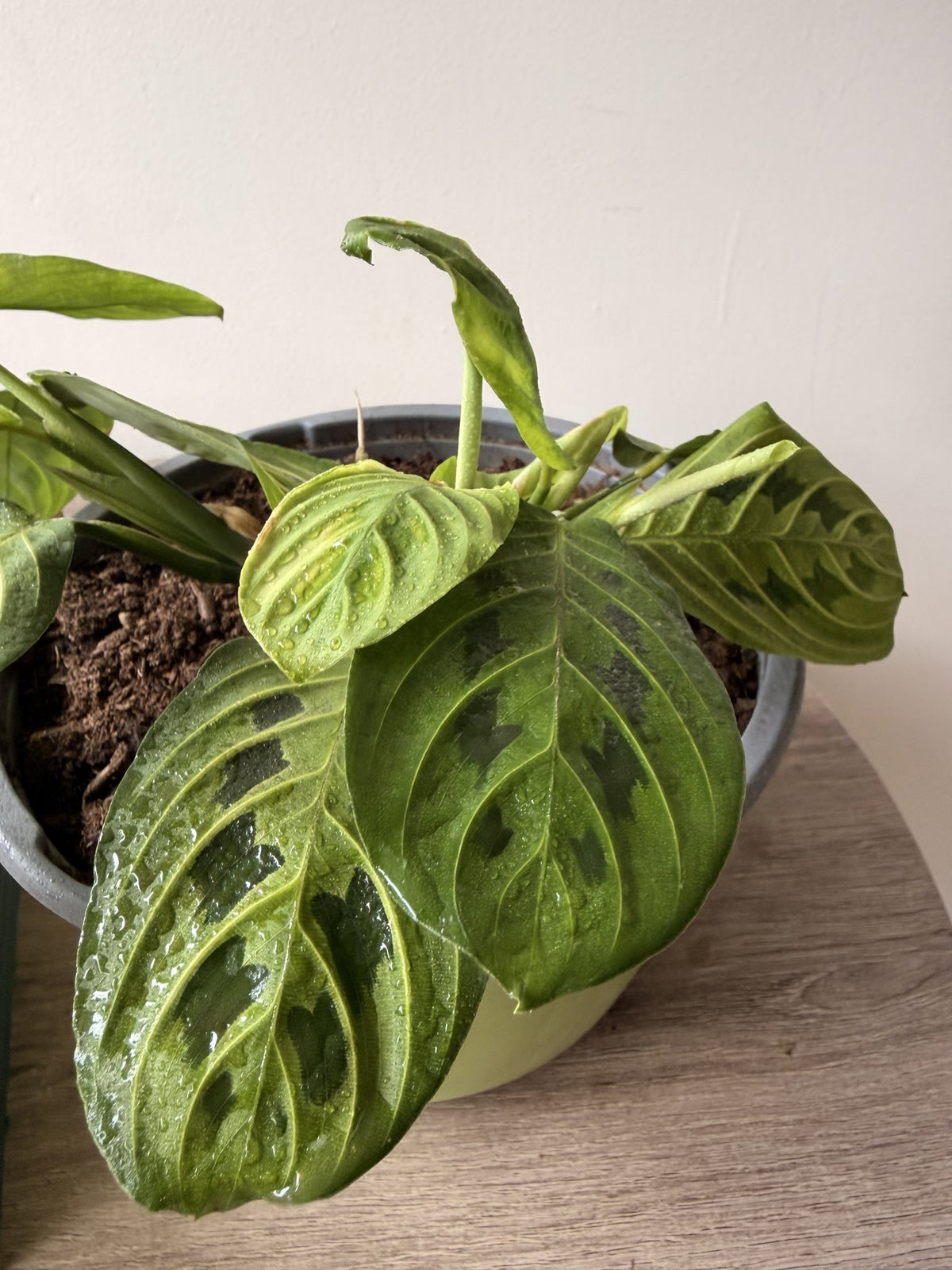Hojas verde claro con manchas oscuras de Maranta Kerchoveana