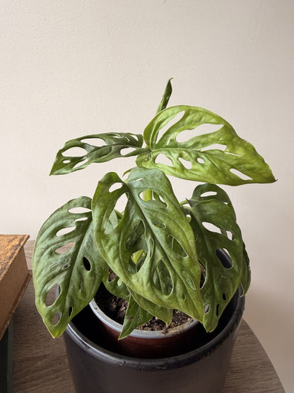 Hojas perforadas de Monstera Adansonii