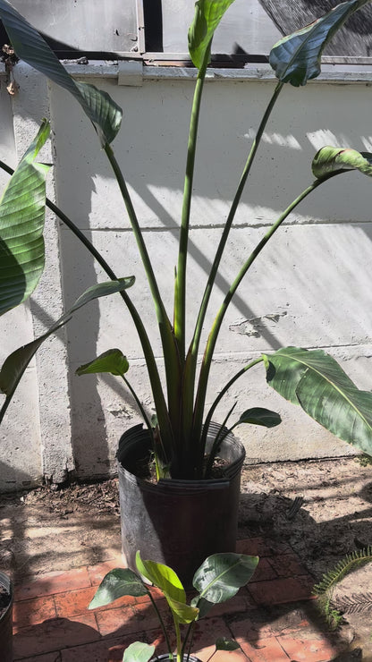 Strelitzia Nicolai