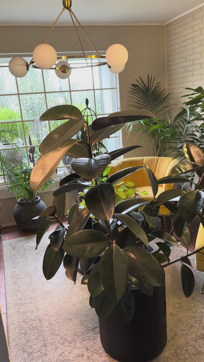 Gomero Burgundy (Ficus elastica Burgundy)