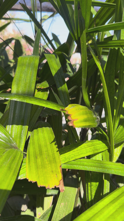 Raphis Excelsa XXL (Única)