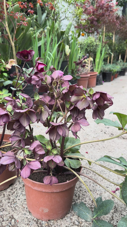 Helleborus
