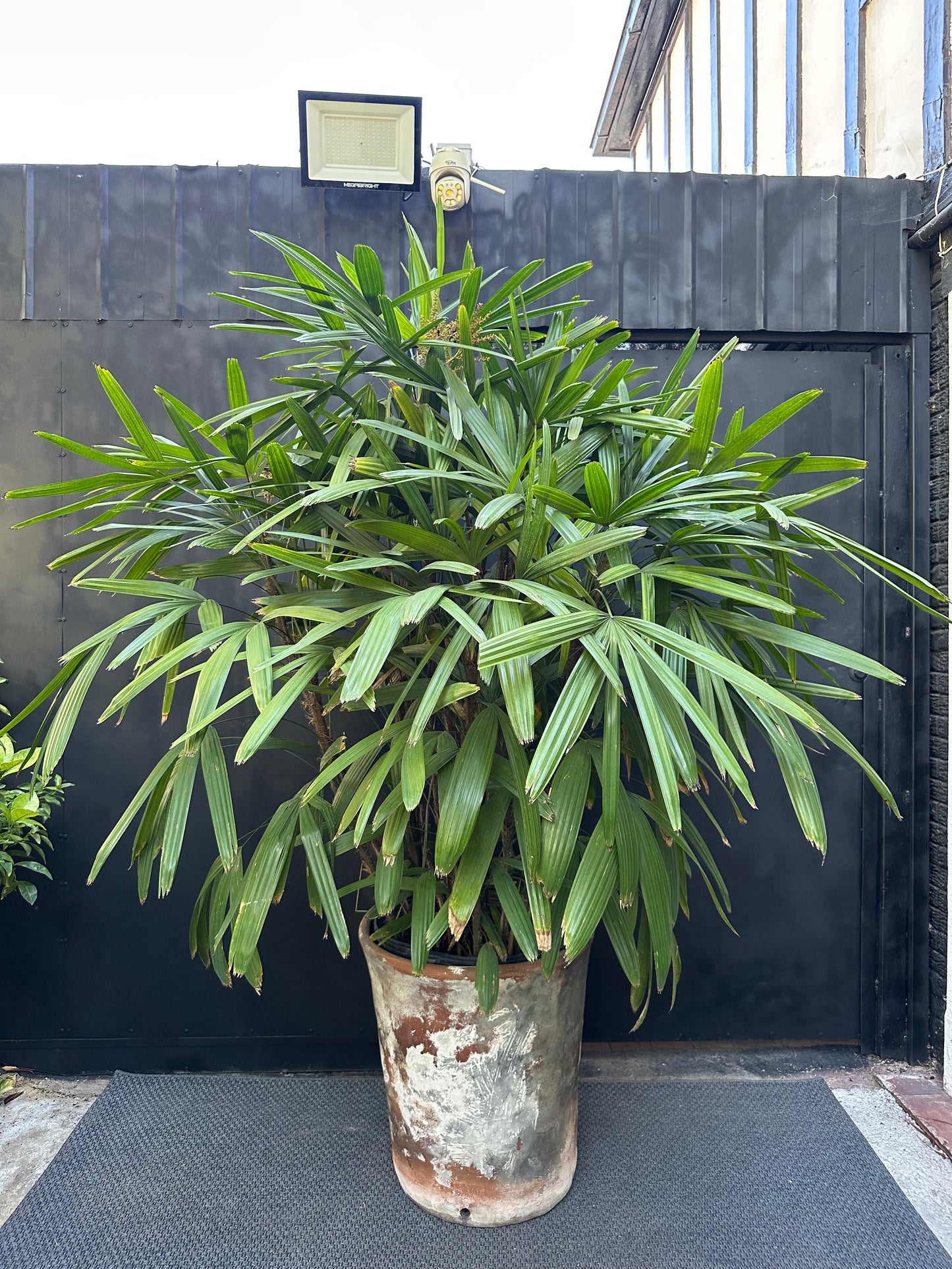 Raphis Excelsa XXL (Única)